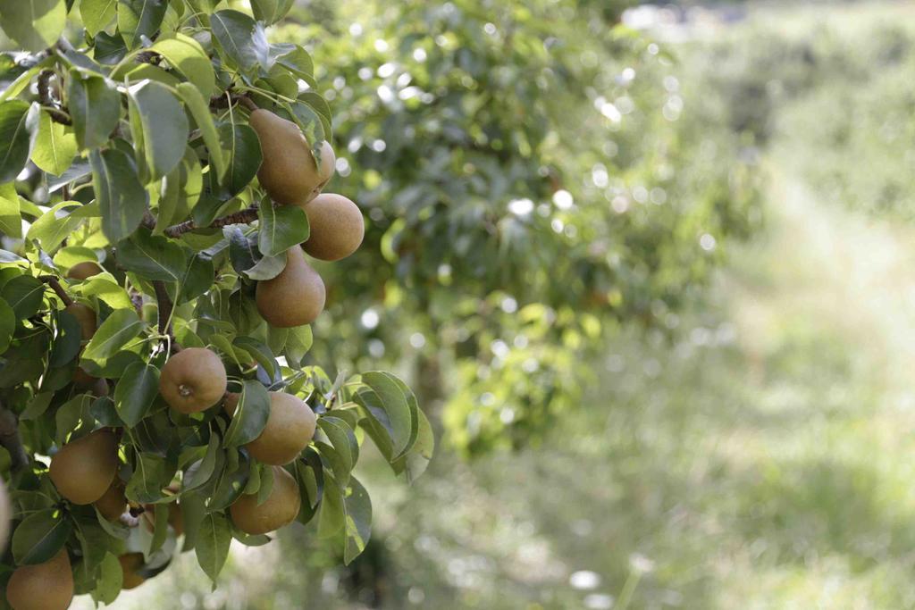 The Pear Orchard Lodge Richmond Eksteriør billede